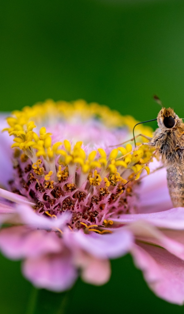 Розовый цветок циннии с насекомым