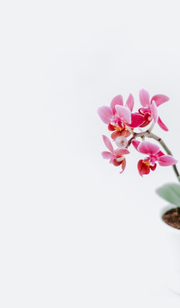 Горшок с розовыми цветами орхидеи на сером фоне