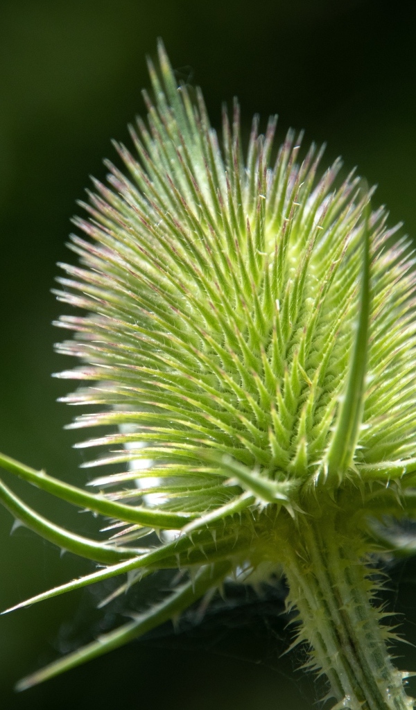 Колючий цветок ворсянка крупным планом