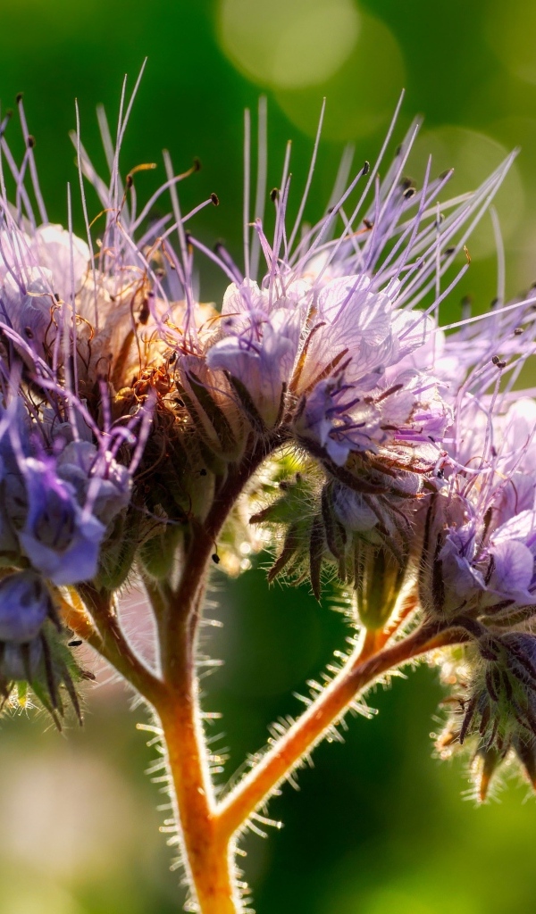 Фиолетовый цветок Фацелия крупным