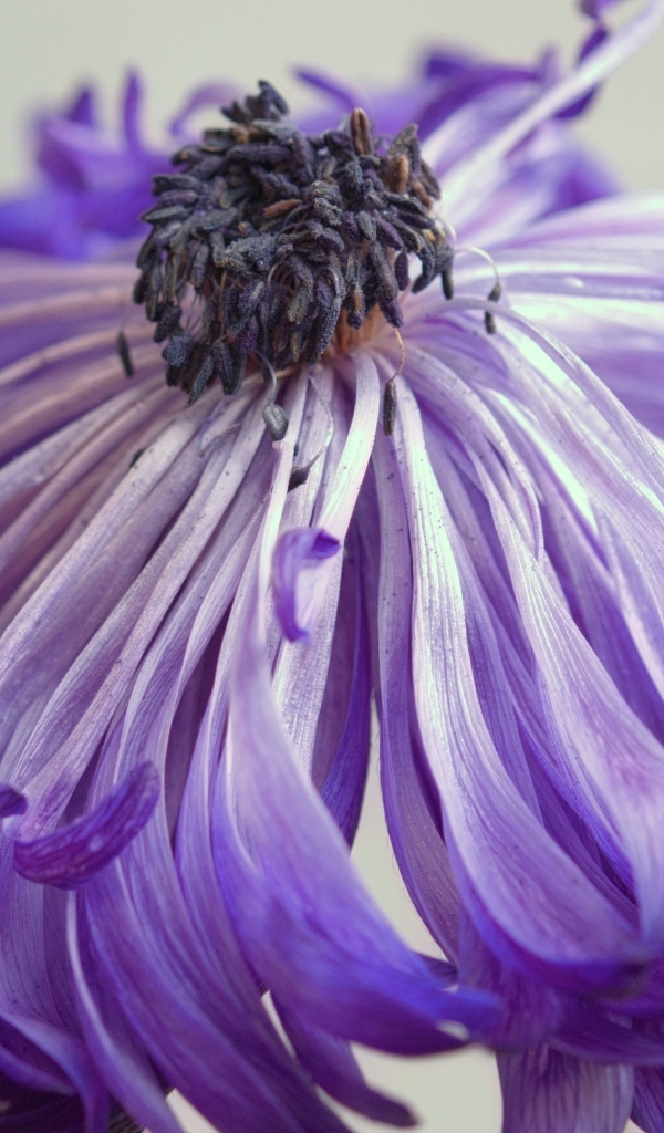 Фиолетовый цветок анемоны крупным планом