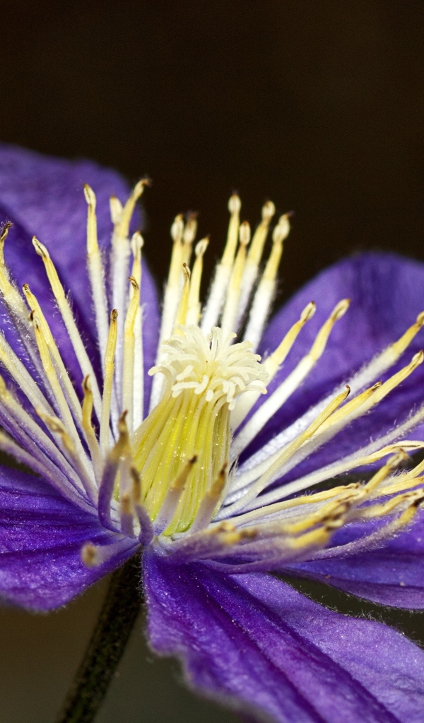 Фиолетовый цветок клематиса крупным планом