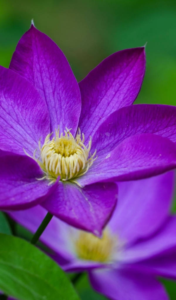 Фиолетовый цветок клематиса крупным планом