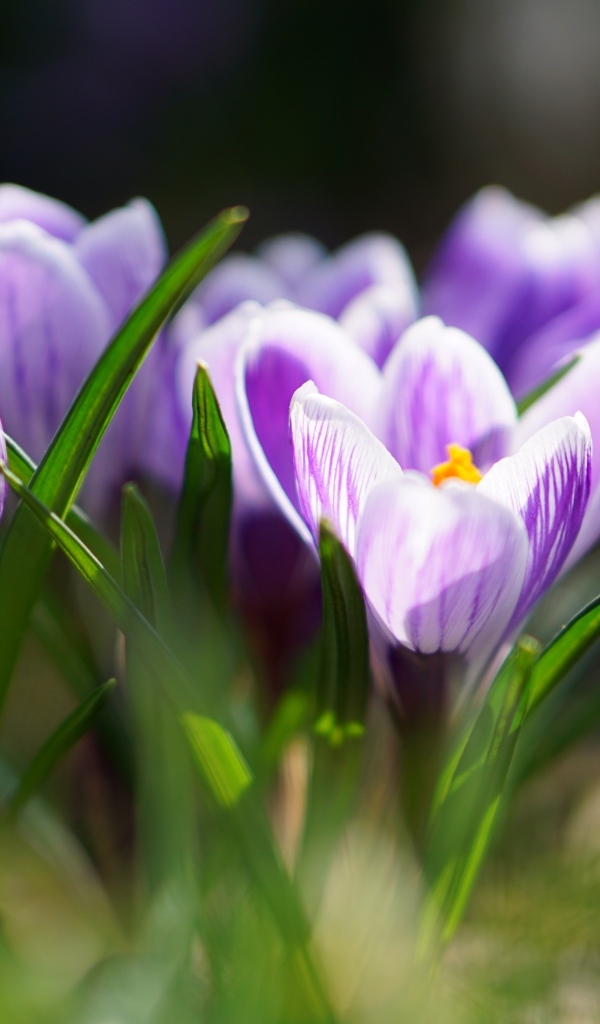 Фиолетовые цветы крокуса  в зеленой листве