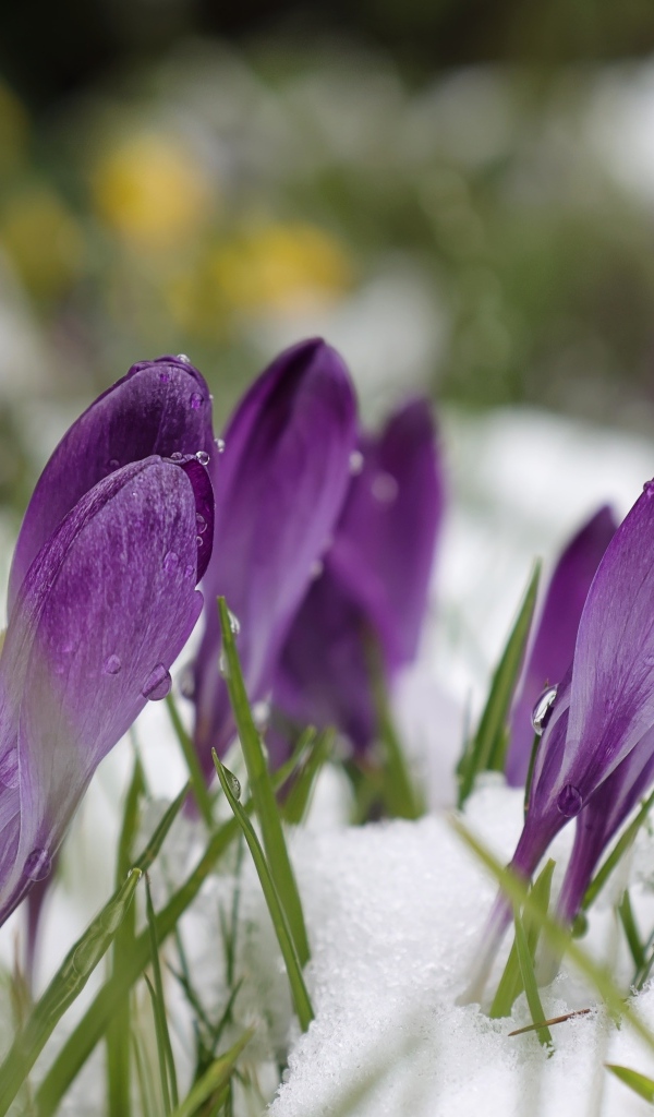 Фиолетовые крокусы в белом холодном снегу весной