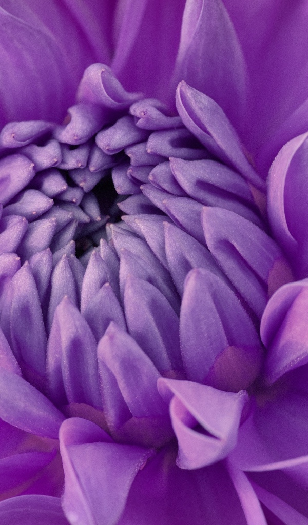 Фиолетовый цветок георгина крупным планом