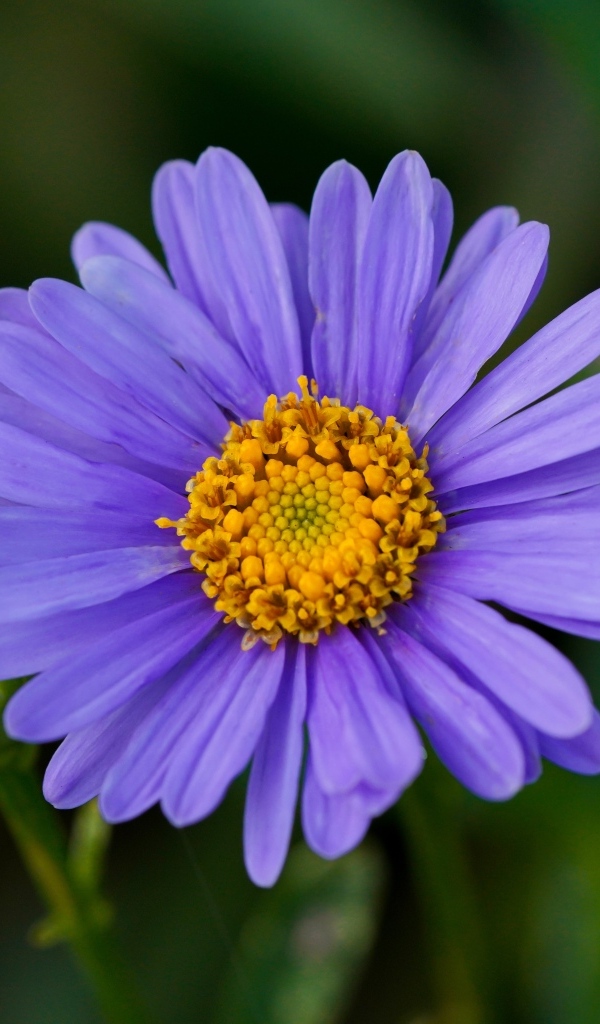 Фиолетовый цветок садовой астры