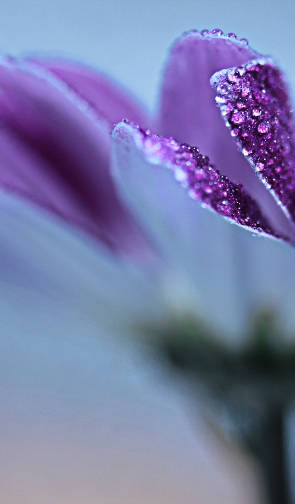 Лепестки фиолетовой герберы в каплях росы