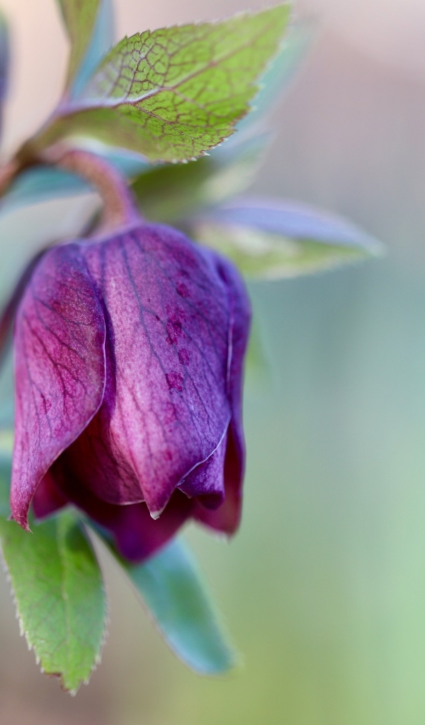 Фиолетовый цветок морозника крупным планом