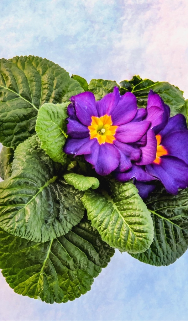 Фиолетовый комнатный цветок примула с зелеными листьями