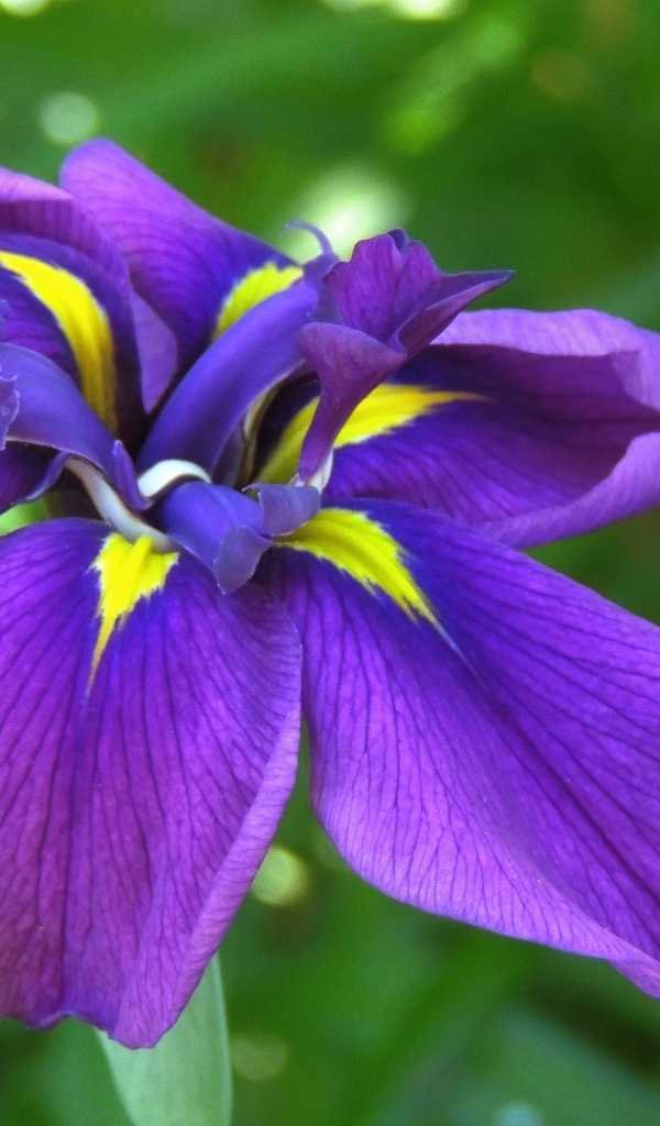 Фиолетовый цветок ириса крупным планом