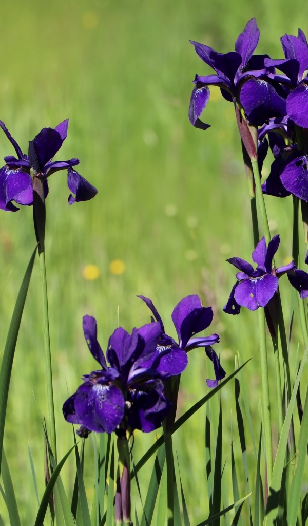 Фиолетовые цветы ириса на поле