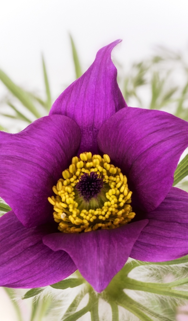 Фиолетовый цветок прострела на белом фоне