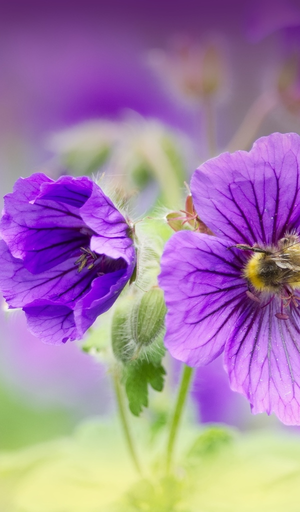 Фиолетовые цветы мальвы вблизи