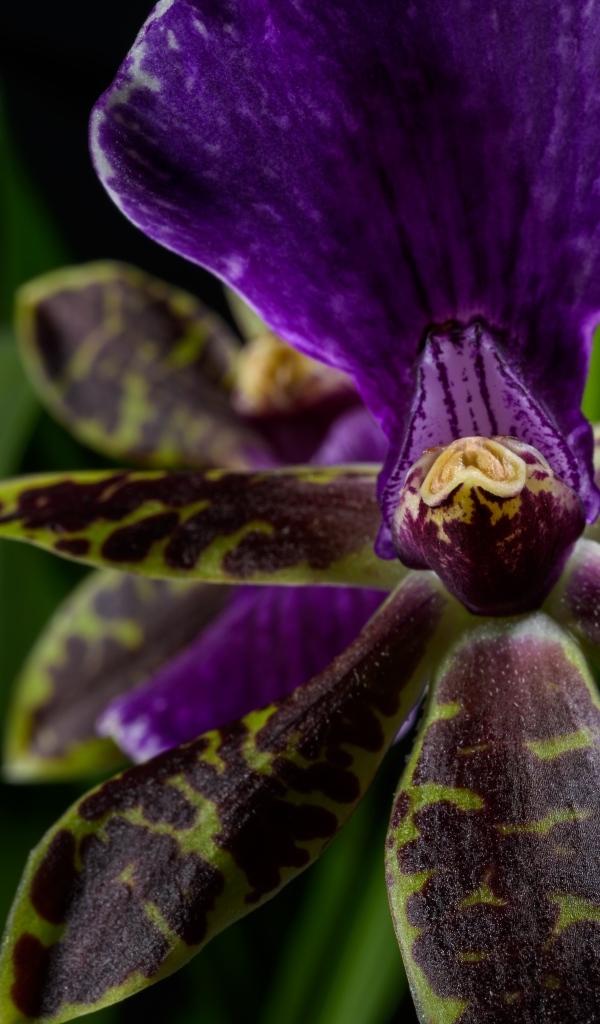 Фиолетовая орхидея на черном фоне