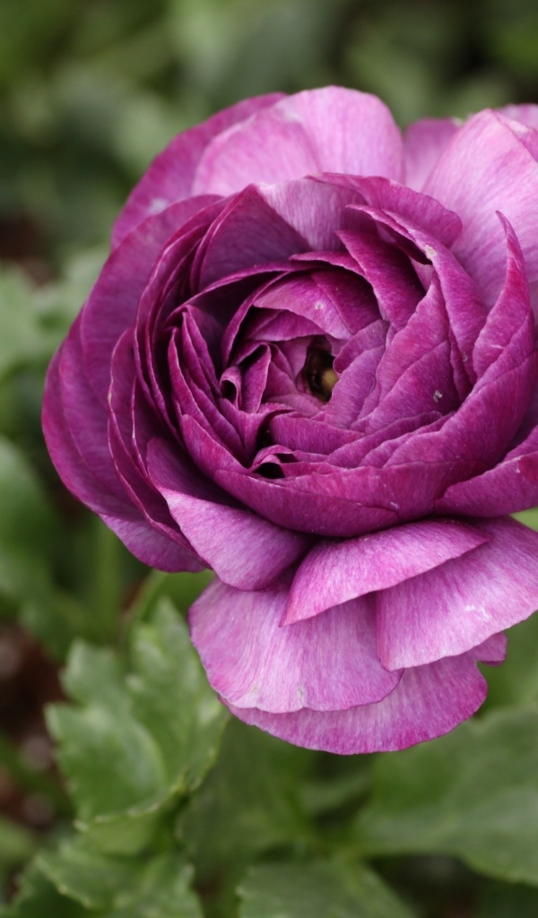 Фиолетовый цветок лютика крупным планом