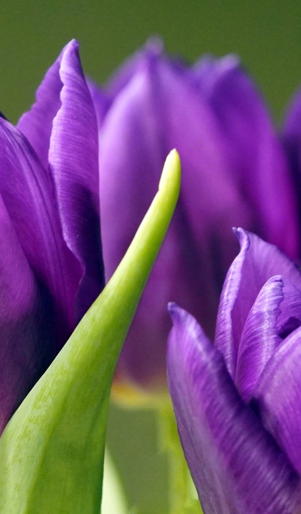 Фиолетовые тюльпаны крупным планом