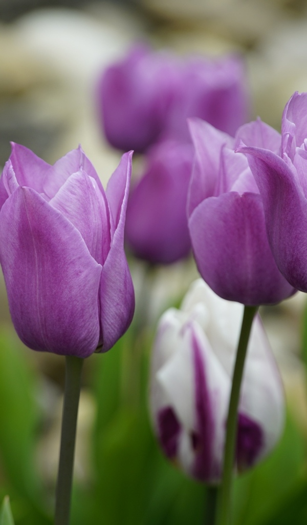 Фиолетовые тюльпаны на клумбе весной