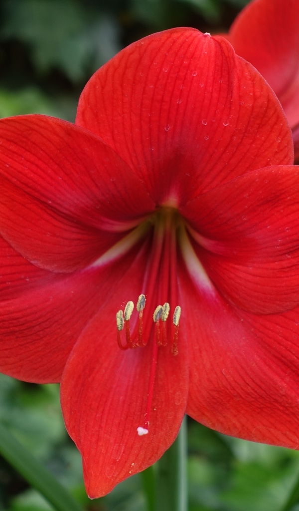 Красный цветок амариллис крупным планом