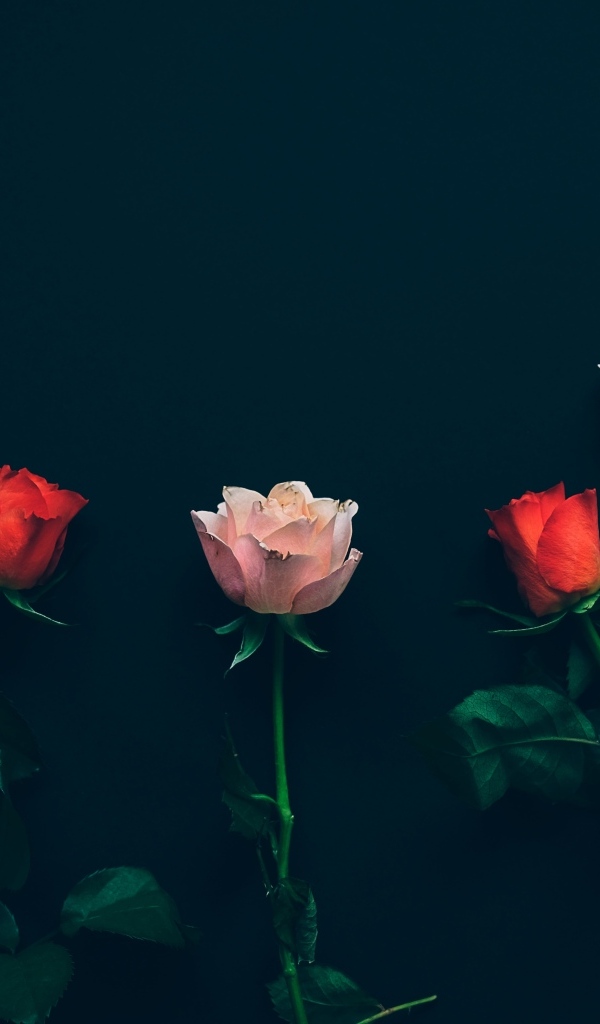 Красные и розовые розы на черном фоне