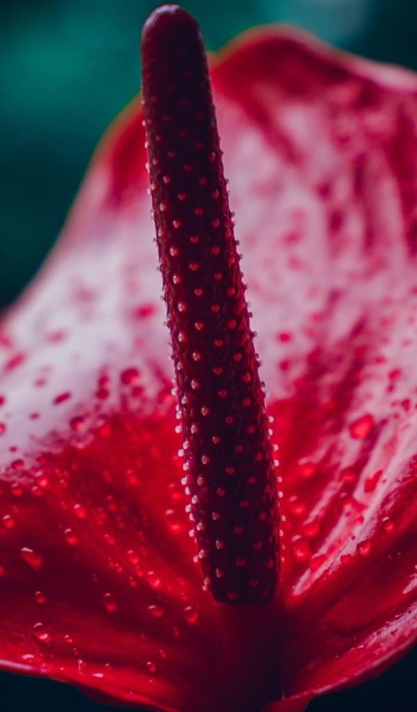 Красный цветок антуриум крупным планом