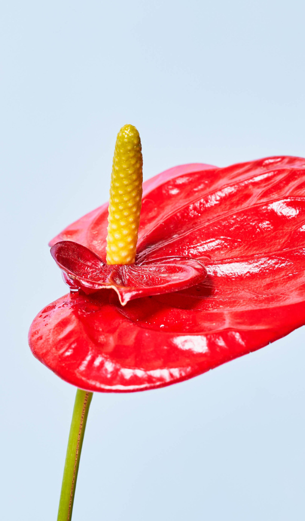 Красный цветок антуриум на сером фоне