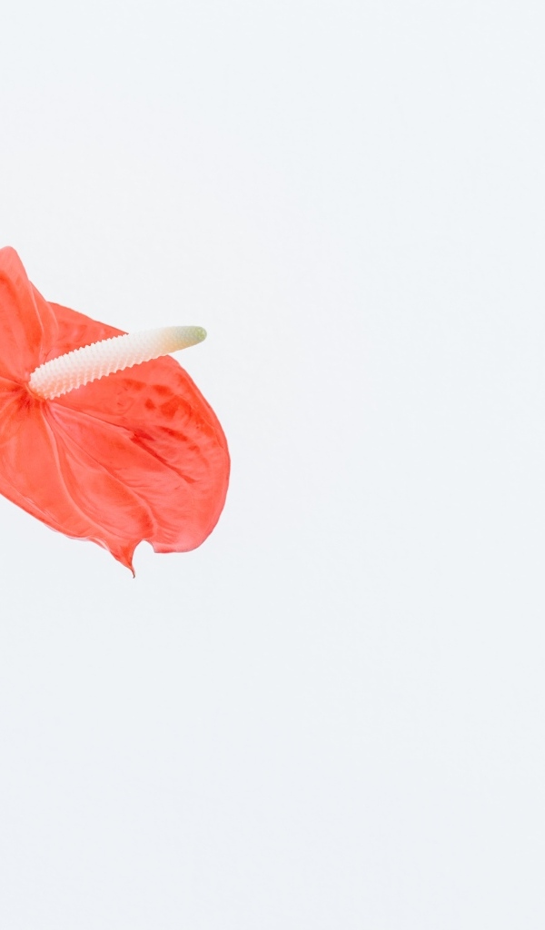 Красный цветок антуриум на белом фоне