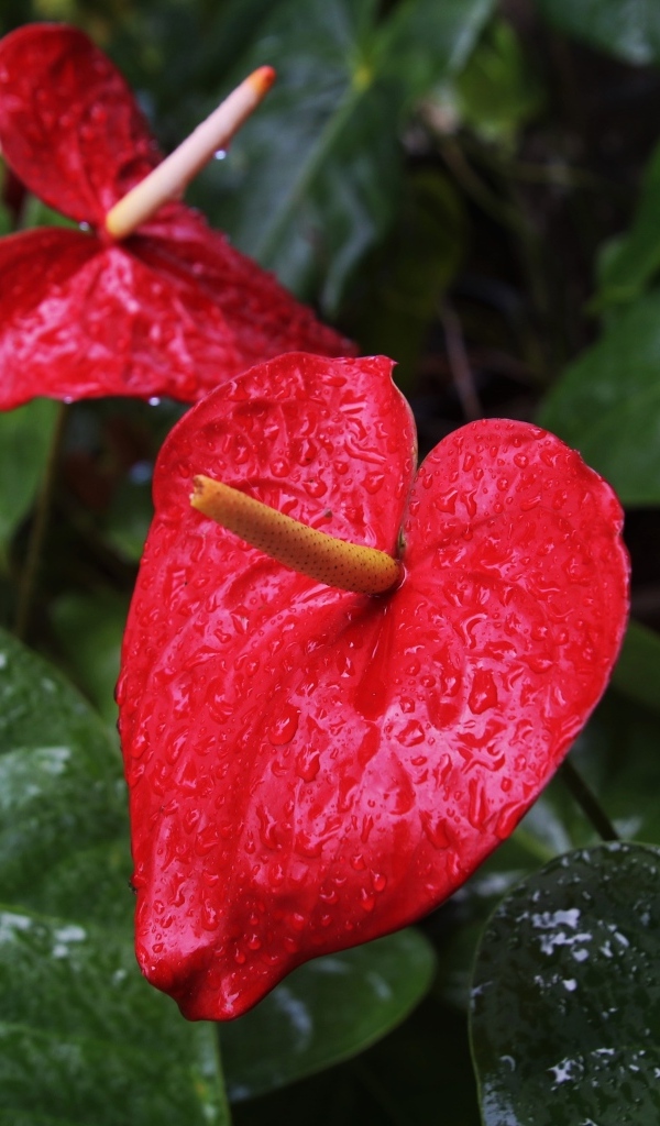 Красные цветы антуриум под дождем