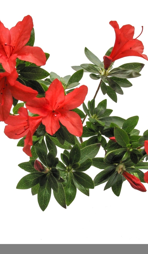 Красные цветы азалия на белом фоне