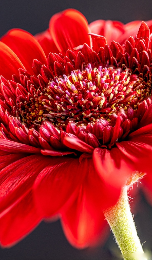 Красный красивый цветок герберы крупным планом