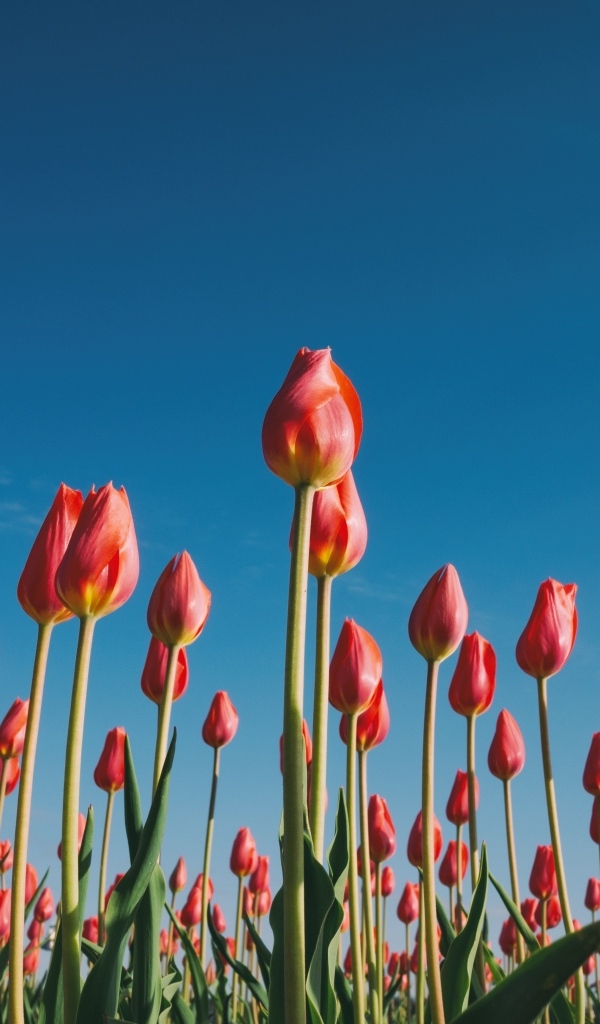 Красные красивые тюльпаны под голубым небом 