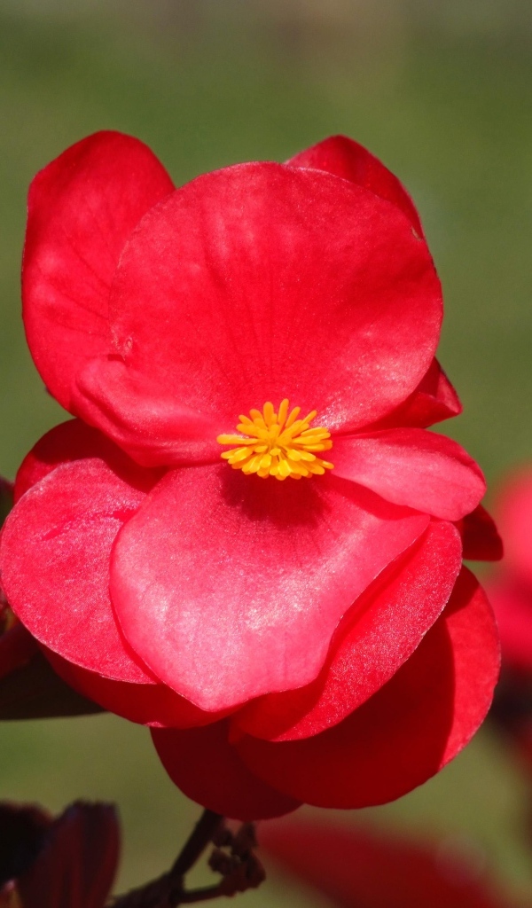 Красные цветы бегонии крупным планом