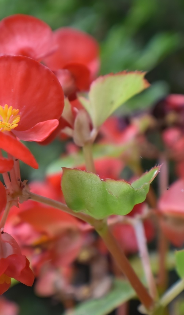 Красные цветы бегонии с зелеными листьями