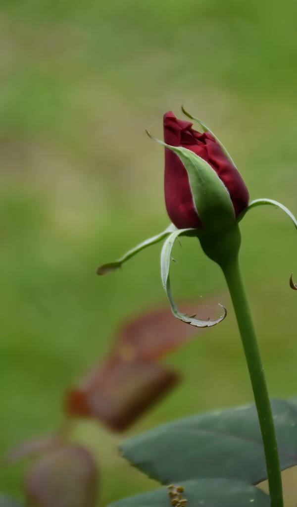 Красный бутон распускающейся розы с зелеными листьями