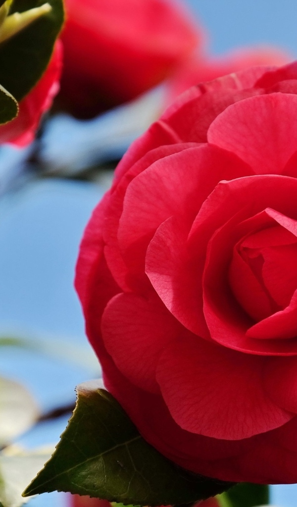 Красные цветы камелии крупным планом