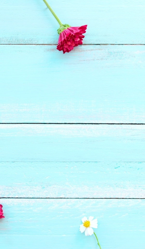 Красные хризантемы и цветы космеи на голубом фоне