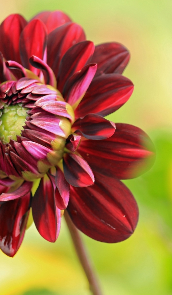 Красный цветок георгина крупным планом