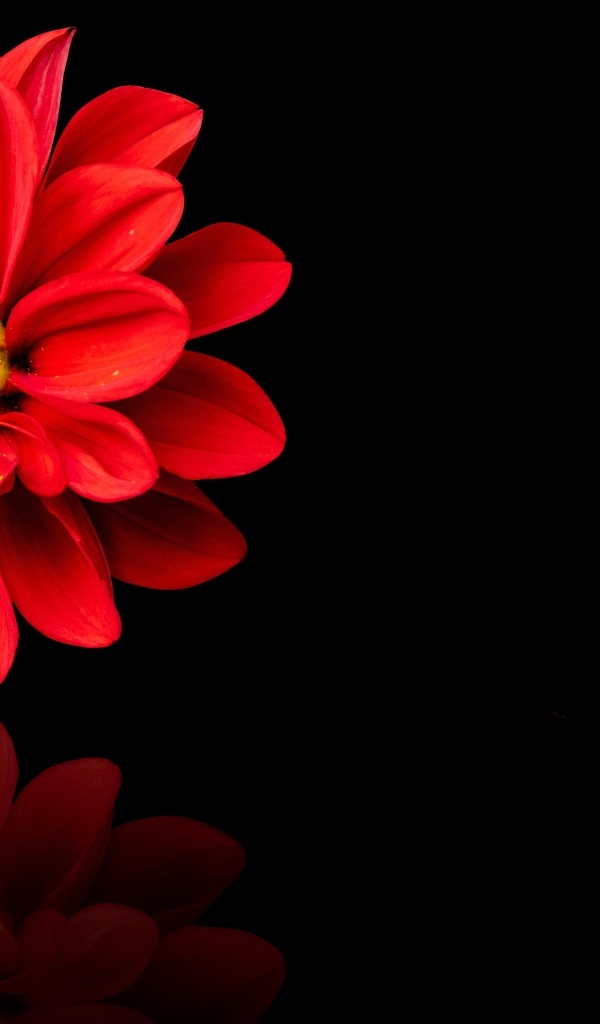 Красный цветок георгина на черном фоне