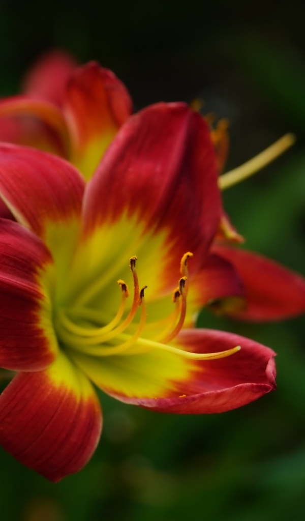 Красный цветок лилейника с желтой серединкой