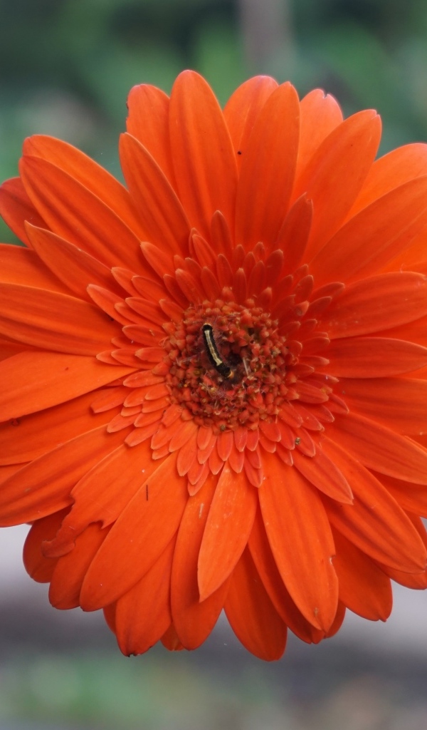 Красная нежная гербера с тонким стеблем