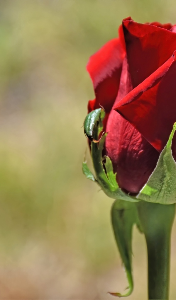 Красная английская роза крупным планом