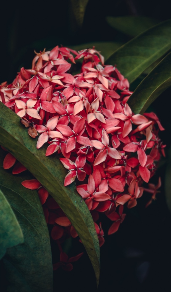 Красный экзотический цветок в зеленых листьях