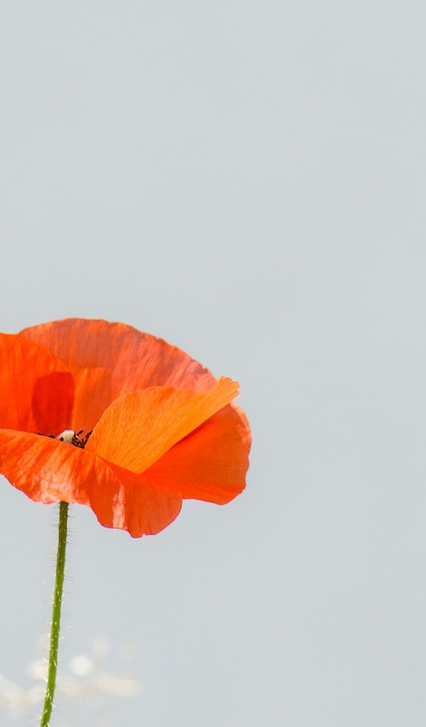 Красный полевой мак на сером фоне