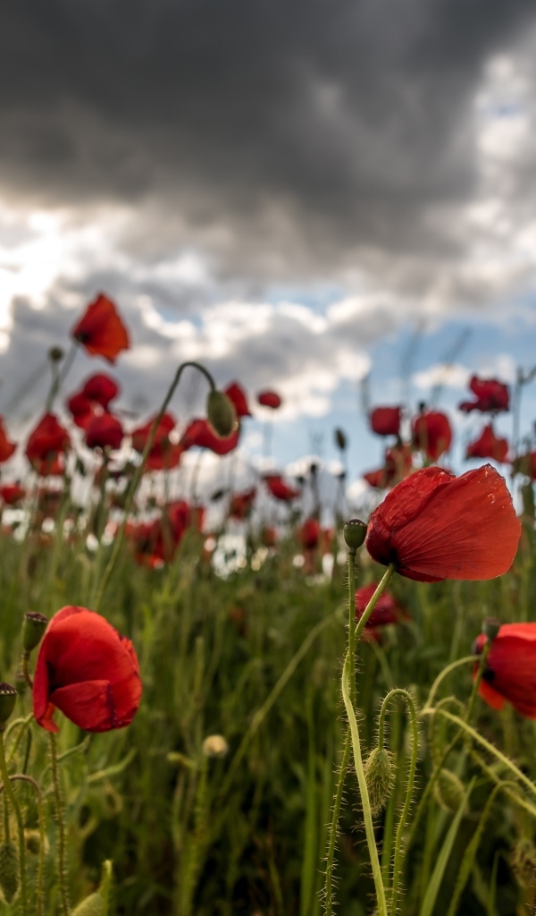 Красный полевой мак под грозовым небом
