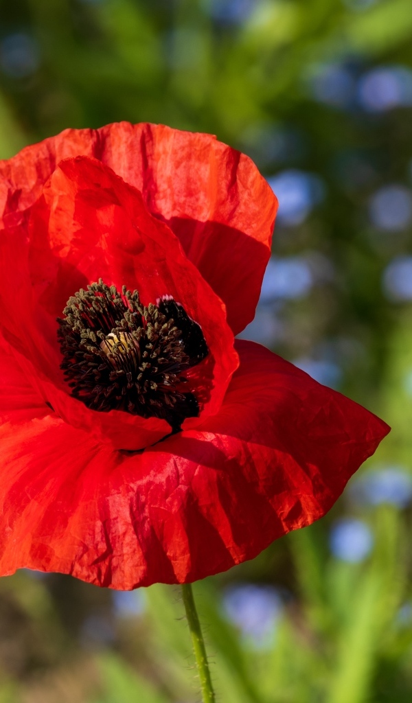 Красный полевой мак с черной серединкой