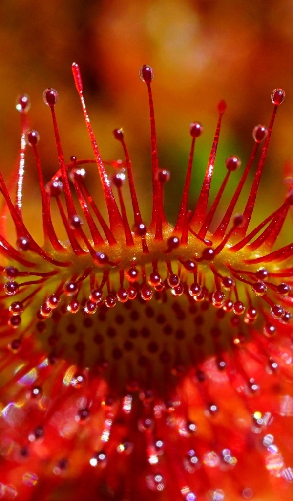 Красный цветок мухоловка