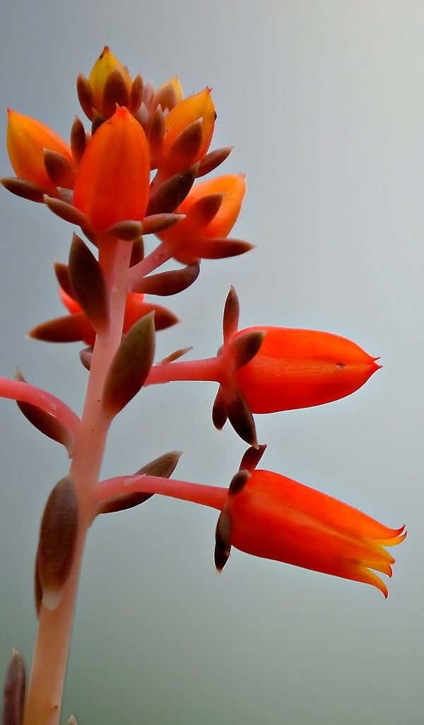 Красный цветок на сером фоне 