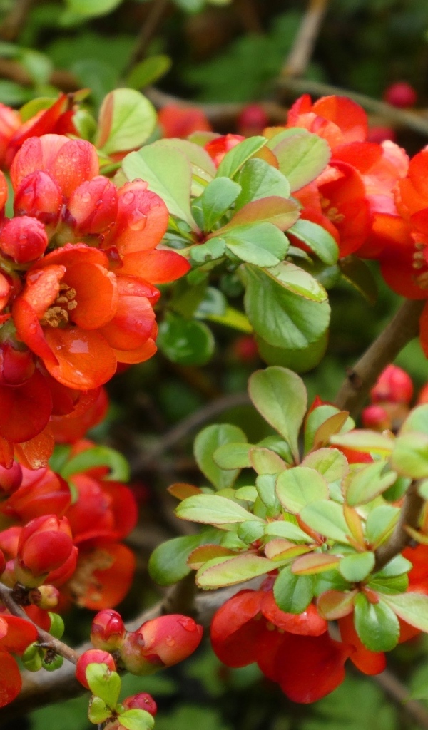 Красные цветы японской айвы на кустарнике