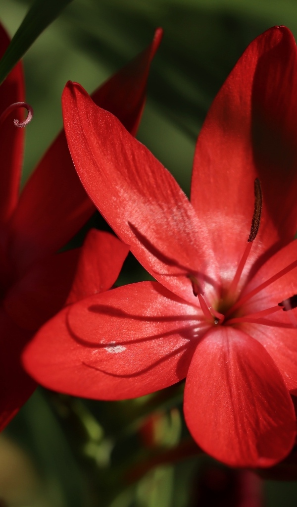 Красные цветы hesperantha семейства ирисовых