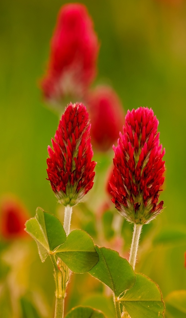 Красные цветы полевого клевера